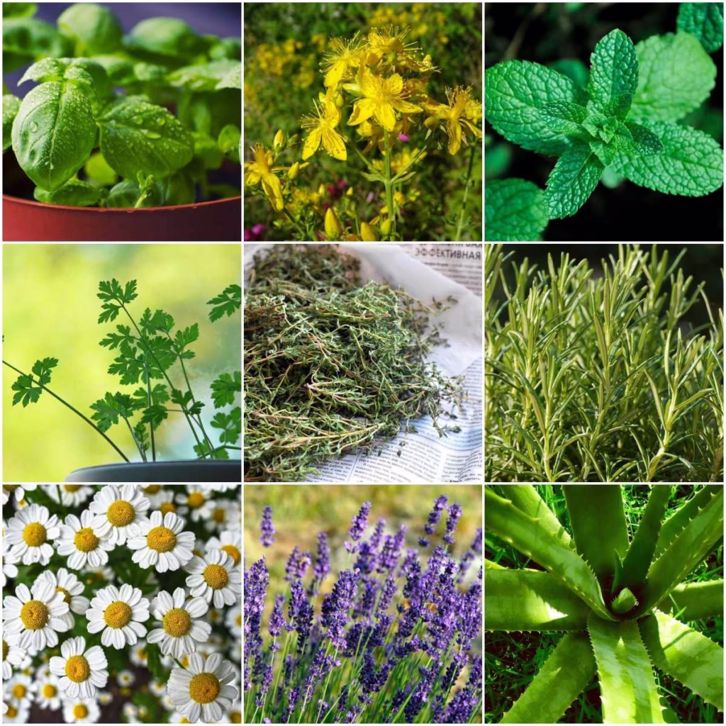 10 plante medicinale